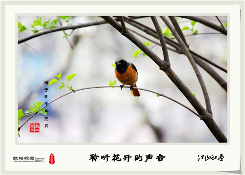 郭战彬老师PS优秀作品欣赏------“花开的声音”